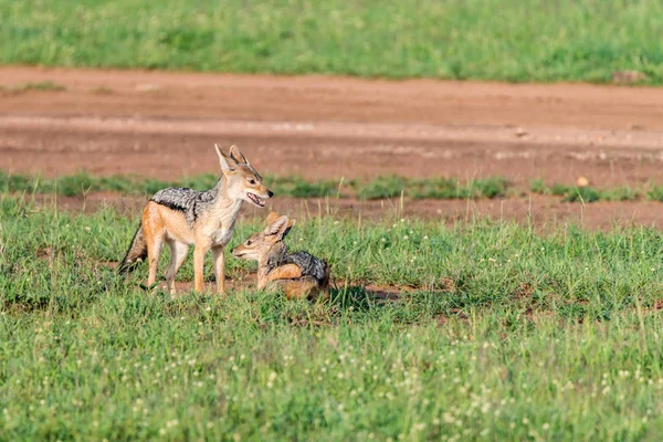 İki Kara sırtlı Çakal ya da Canis mesomelas oynamak — Stok fotoğraf