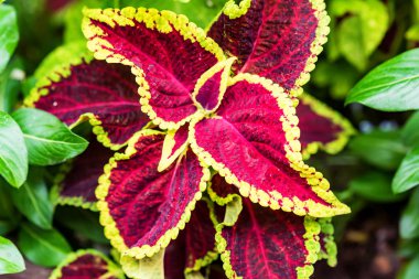 Kırmızı coleus yakın bırakır