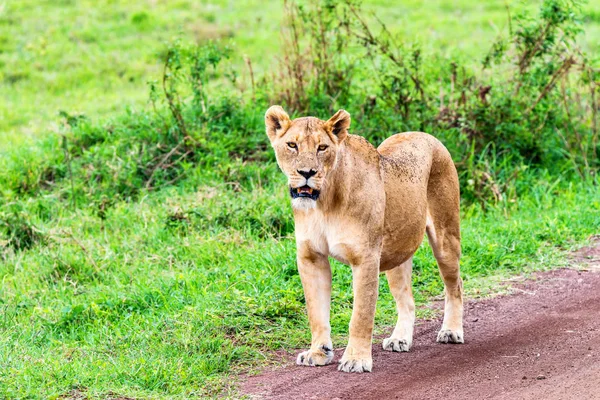 Lionne marche dans la savane — Photo
