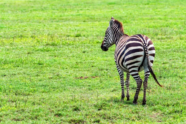 Zebra pastando na savana — Fotografia de Stock