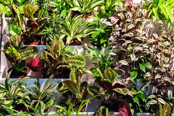 Berbeda dekoratif pot tanaman di luar ruangan — Stok Foto
