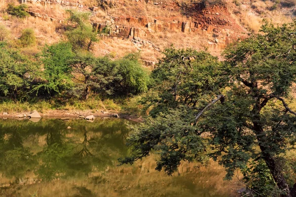 Landskap med träd och sjön i Ranthambore, Indien — Stockfoto