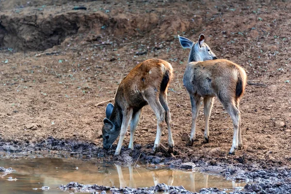 サンバー鹿カブス川から水を飲む — ストック写真