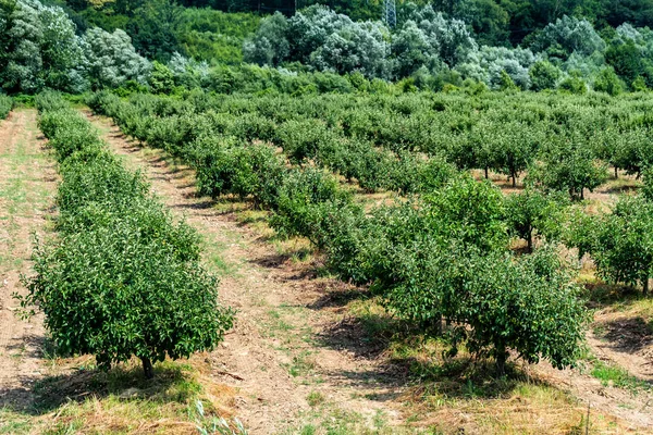 Manzanos jóvenes en huerto —  Fotos de Stock