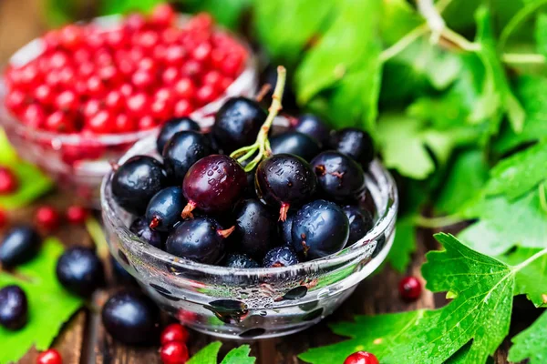 Mogna röda vinbär och svarta vinbär i glasskålar — Stockfoto