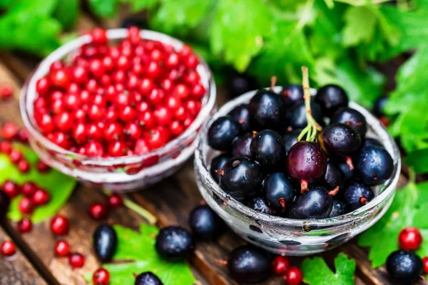 Mogna röda vinbär och svarta vinbär i glasskålar — Stockfoto