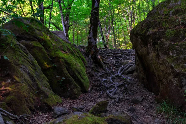Камені і коріння в літньому лісі — стокове фото