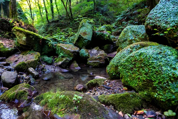 Βρύα καλύπτονται βράχων και μικρό ρυάκι στο δάσος — Φωτογραφία Αρχείου