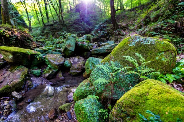 Mos bedekt rotsen en kleine stroom in bos — Stockfoto
