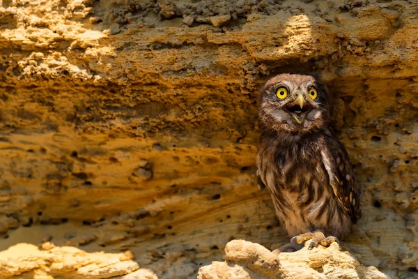 Kukumav veya Athene noctua kaya