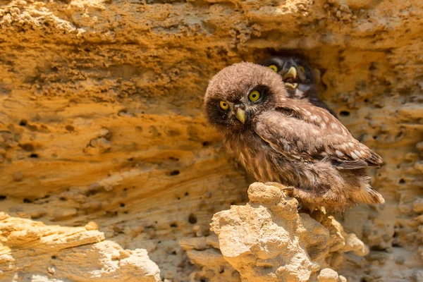 Pair of Little owls or Athene noctua on rock — Stock Photo, Image