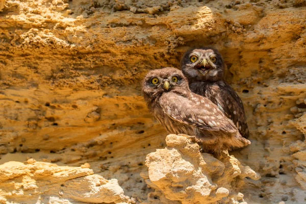 Çift küçük baykuşlar falan Athene noctua kaya