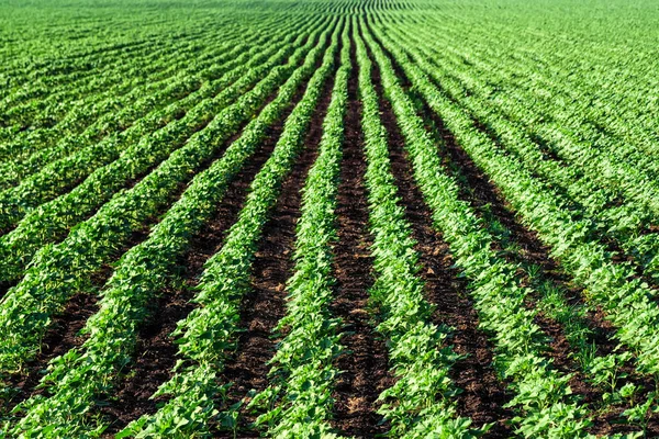 alan genç ayçiçeği filizi ile