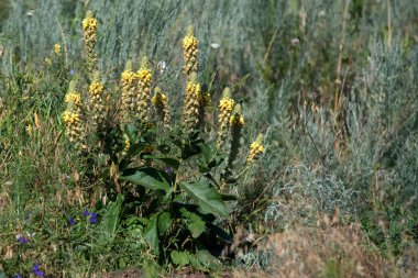 Ortak sığırkuyruğu veya Verbascum thapsus çiçek