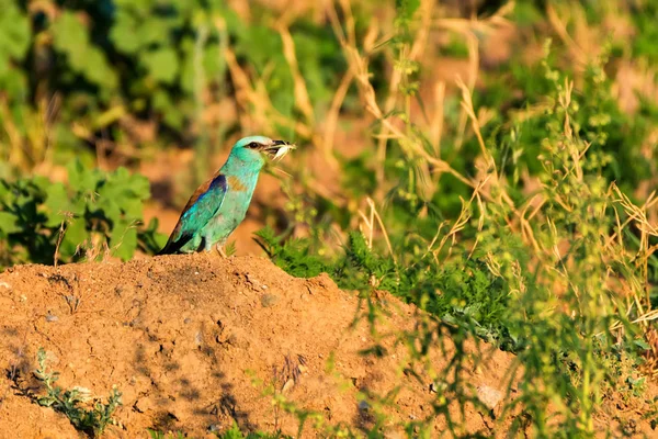 Avrupa rulo veya Coracias garrulus