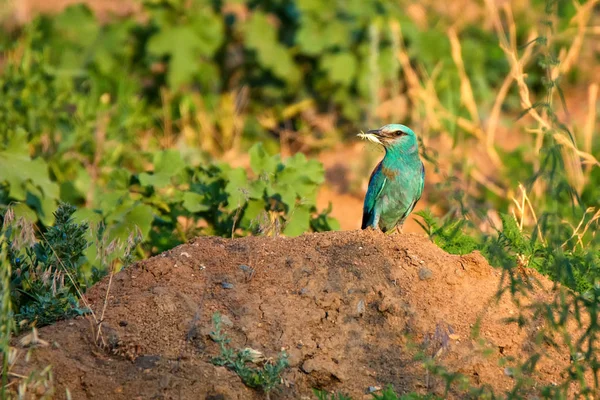 Avrupa rulo veya Coracias garrulus — Stok fotoğraf