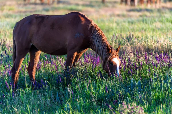Vahşi at yaz çayır üzerinde otlatma