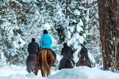 Tourists ride horses in winter forest back view clipart