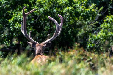 Tek kırmızı geyik veya Cervus elaphus