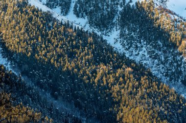 Karlı kış dağlar çam ormanı ile