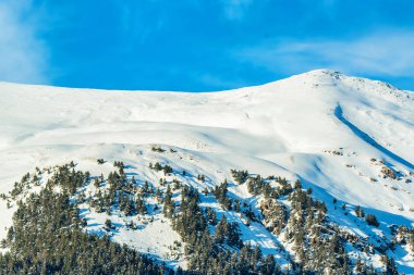 Karlı kış dağlar çam ormanı ile