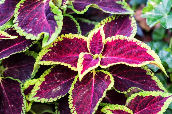 Kırmızı coleus yakın bırakır