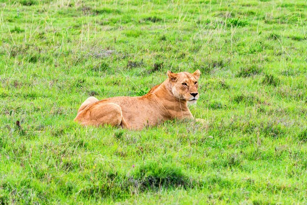 Lioness rests in savanna — Stock Photo, Image