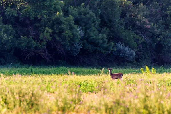 Single Red deer or Cervus elaphus — Stock Photo, Image