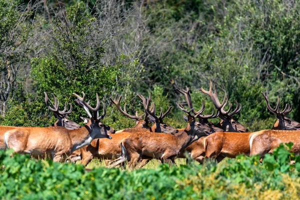 Gruppo di cervi rossi o elafo del Cervo — Foto Stock