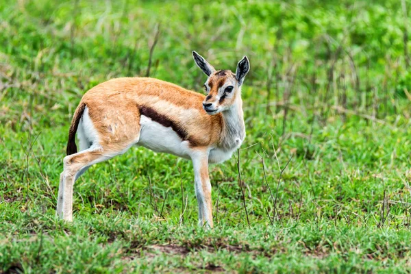 Vahşi Thompsons ceylan Eudorcas thomsonii — Stok fotoğraf