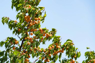 Güzel yıkık Orhtodox Katedrali