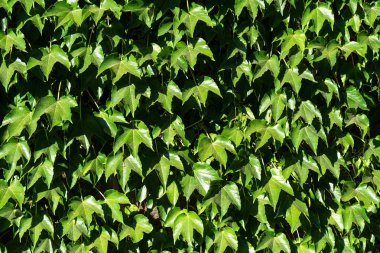 Ortak Ivy ya da Hedera helix duvar kaplama