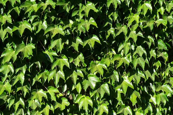 Ortak Ivy ya da Hedera helix duvar kaplama — Stok fotoğraf