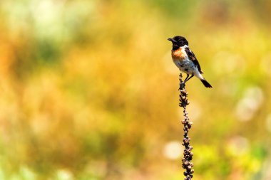Erkek Avrupa stonechat veya Saxicola rubicola