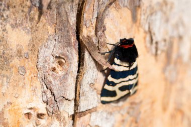 Hebe Tiger Moth veya Arctia festiva kapatın