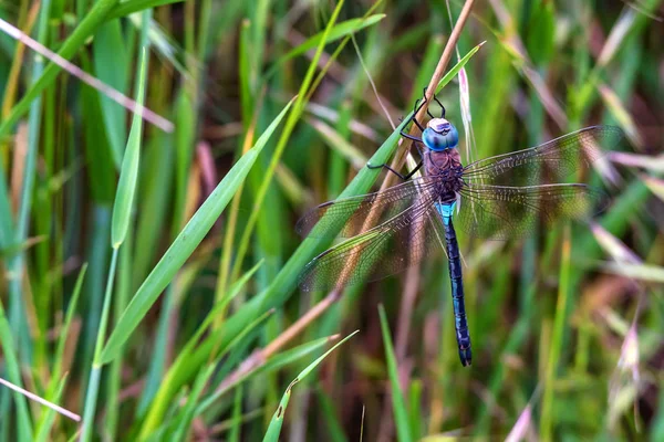 Dragonfly cesarza lub Anax imperator na trawie — Zdjęcie stockowe