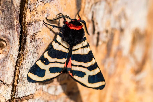 Hebe Tiger Moth veya Arctia festiva kapatın — Stok fotoğraf