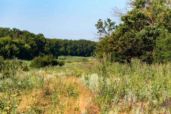 Güzel kırsal yaz peyzaj ağaçları ile