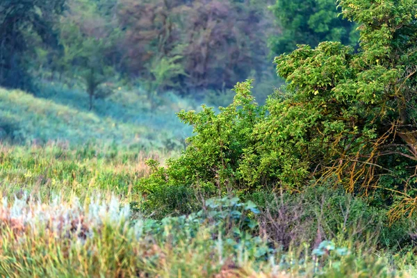 Beau paysage rural d'été avec des arbres — Photo