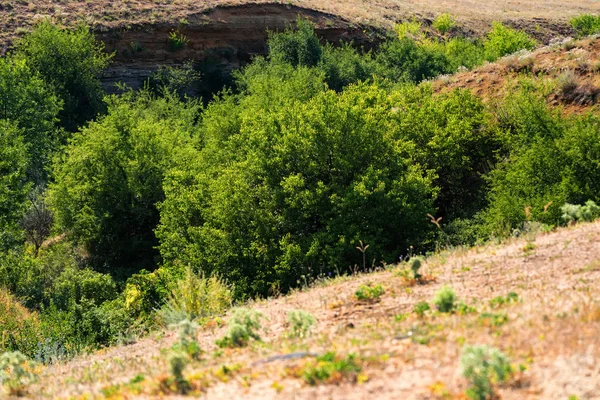 Beau paysage rural d'été avec des arbres — Photo