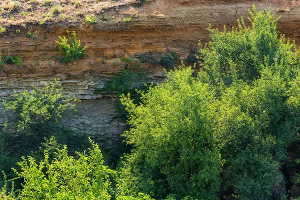 Tepede, kırsal yaz doğa yeşil çalılar
