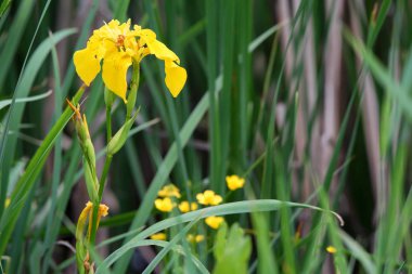 Sarı bayrak Iris veya Iris pseudacorus kapatın