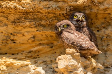 Çift küçük baykuşlar falan Athene noctua kaya