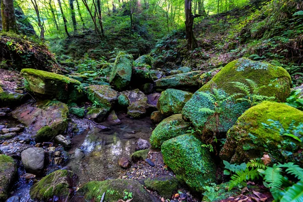 Rocce coperte di muschio e piccolo ruscello nella foresta — Foto Stock