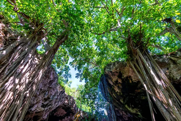 Dominik Cumhuriyeti ormanda — Stok fotoğraf