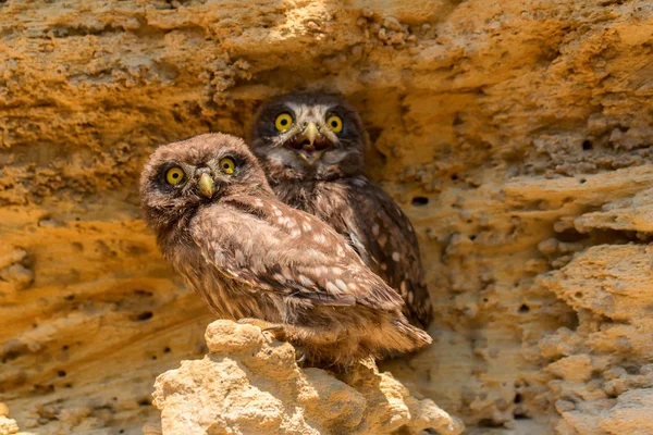 Çift küçük baykuşlar falan Athene noctua kaya