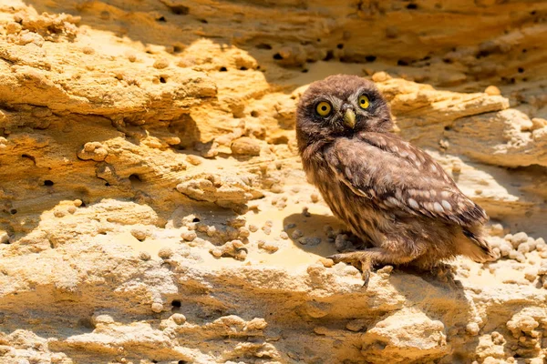 Kukumav veya Athene noctua kaya