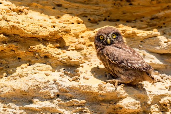 Kukumav veya Athene noctua kaya