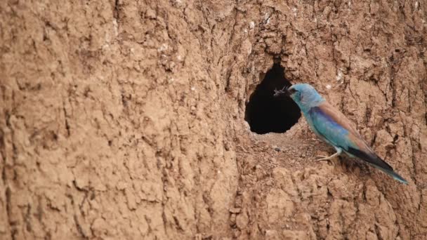 Rouleau européen ou coracias garrulus près du trou du nid — Video
