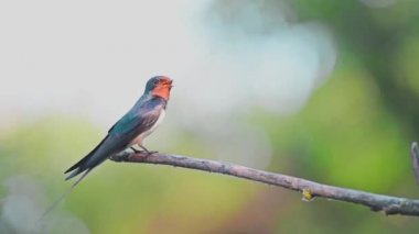 Ölü bir dalda tıraşlama kırlangıcı veya Hirundo rustica.
